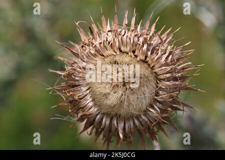 Cardo, noci di Carduus, testa di seme in primo piano con uno sfondo sfocato di foglie. Foto Stock