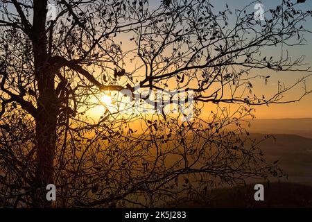 Sole che splende attraverso rami, albero con foglie appassite in autunno, tramonto sulla cima della montagna, retroilluminazione, Koeterberg, Luegde, Weserbergland, Nord Foto Stock