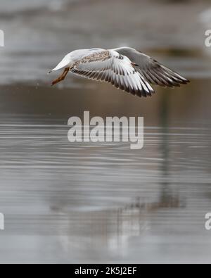 Testa nera Gull testa nera (Chromicocephalus ridibundus), giovane, volando sul lago, Amburgo, Germania Foto Stock