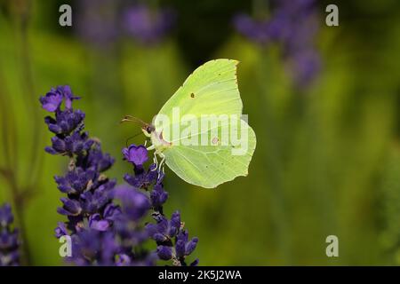 Farfalla di limone (Gonepteryx rhamny) su fiore di lavanda, Wilden, Renania settentrionale-Vestfalia, Germania Foto Stock