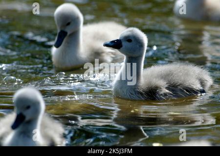 Muto Swan (Cygnus olor) con giovani fuggi nuotare, cigno pumante con giovani fuggi nuotare Foto Stock