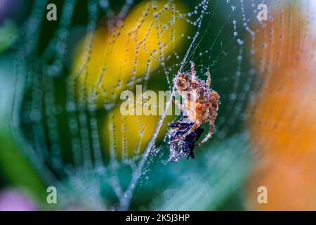 Ragnatela europea (Araneus diadematus), primo piano, ragnatela, bagnata, goccia d'acqua, Prato fiorito, Grevenbroich, Renania settentrionale-Vestfalia, Germania Foto Stock