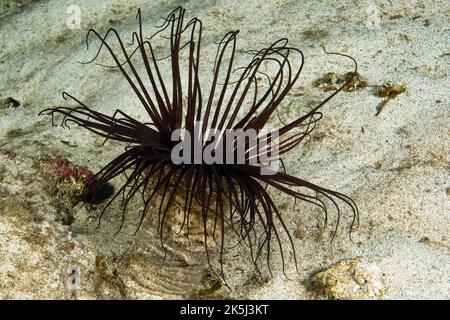 Anemone tube filigrano colorato (Cerianthus membranaceus), Mar Mediterraneo, Maiorca, Spagna Foto Stock