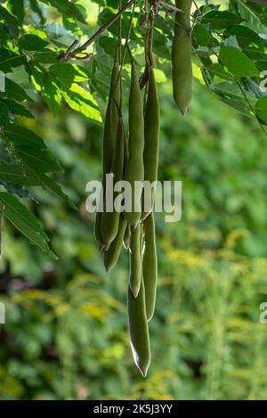 Baccelli di semi di glicine cinese (Wisteria sinensis), Baviera, Germania Foto Stock