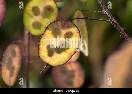 Onestà annuale autunnale (Lunaria), primo piano, Baviera, Germania Foto Stock