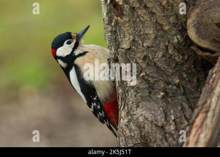 Grande picchio macchiato maschio appeso al tronco dell'albero visto sul lato destro Foto Stock