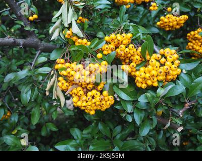 Bacche d'arancia e foglie verdi di pyracantha coccinea o di scarlatto pianta di crostata. E' la specie europea di tagliafuoco. Foto Stock