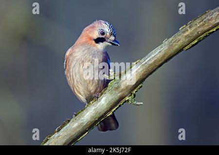 Gialle eurasiatica (Garrulus glandarius), bassa Sassonia, Germania Foto Stock