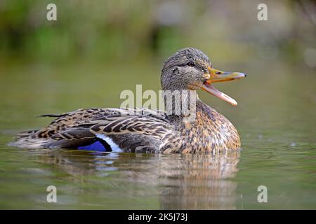 Il germano reale (Anas platyrhynchos), femmina, Bassa Sassonia, Germania Foto Stock