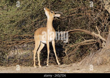 Impala comune (Aepyceros melampus), maschio adulto in cerca di foglie di acacia tra le spine, savana, Mahango Core Area, Bwabwata Parco Nazionale, Kavango Foto Stock