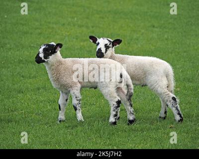 Due agnelli da 2 mm in primavera con marcature nere sullo sfondo verde di Field Cumbria, Inghilterra, Regno Unito Foto Stock