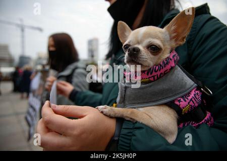 Varsavia, Polonia. 08th Ott 2022. Circa un centinaio di persone si sono radunate per sensibilizzare il pubblico sul trattamento degli animali danneggiati dal conflitto in Ucraina durante l'invasione russa a Varsavia, Polonia, il 08 ottobre 2022. (Foto di Jaap Arriens/Sipa USA) Credit: Sipa USA/Alamy Live News Foto Stock