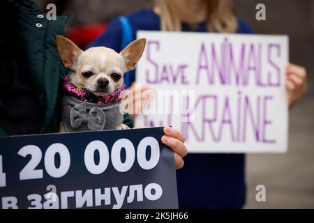 Varsavia, Polonia. 08th Ott 2022. Circa un centinaio di persone si sono radunate per sensibilizzare il pubblico sul trattamento degli animali danneggiati dal conflitto in Ucraina durante l'invasione russa a Varsavia, Polonia, il 08 ottobre 2022. (Foto di Jaap Arriens/Sipa USA) Credit: Sipa USA/Alamy Live News Foto Stock