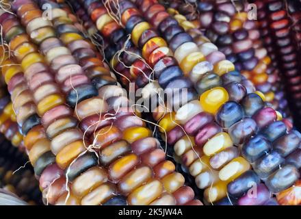 Primo piano dei colorati corni indiani secchi per la decorazione autunnale Foto Stock