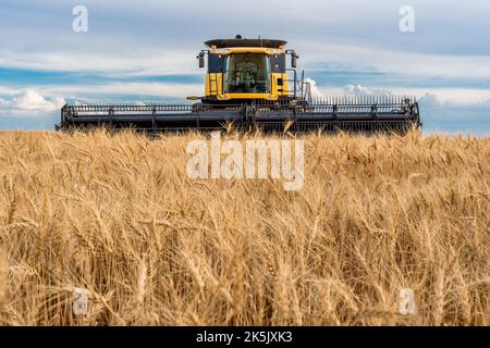 Durante la mietitura a Saskatchewan, combinare in un campo di grano Foto Stock