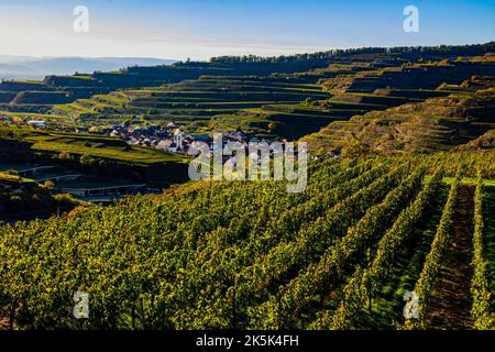 Blick über die Weinberge nach Oberbergen im Kaiserstuhl Foto Stock