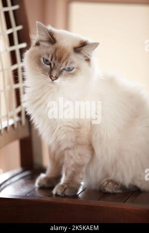 Il mio secondo nome è disinteressato. Un bel gatto siamese soffice seduto su una sedia. Foto Stock