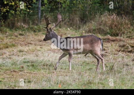 Vista laterale di un capriolo europeo (Dama dama) buck. Foto Stock