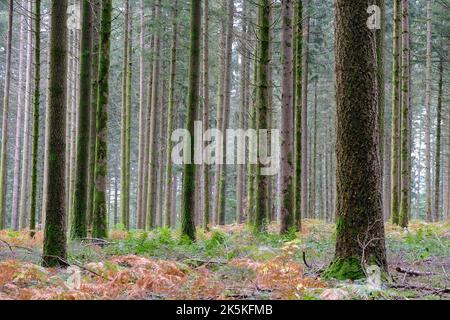 Pineta con tronchi dritti e ricoperti di muschio in colori tenui in una mattina d'autunno misteriosa. Il pavimento della foresta è coperto da felci morenti Foto Stock