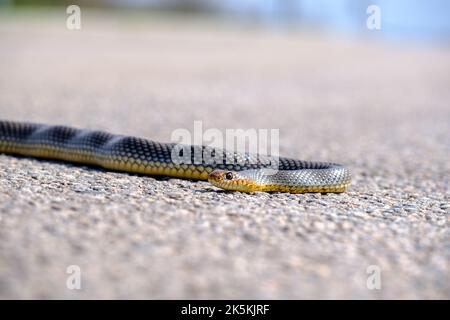 Attento al passo, serpente marrone orientale sulla strada. Garder Snake a terra. Foto Stock