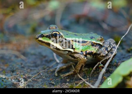 Dettaglio primo piano su una colorata rana verde sub-adulta di palude, Pelophylax ridibundus seduto a terra Foto Stock