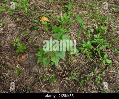 Vista ad angolo alto di una vite di acqua selvaggia che si allude al limone (Passiflora foetida) che cresce nella zona selvaggia dello Sri Lanka. Foto Stock