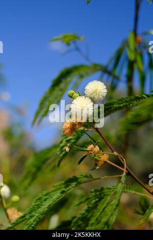 Un colpo verticale di fiori bianchi wattles in una giornata di sole Foto Stock