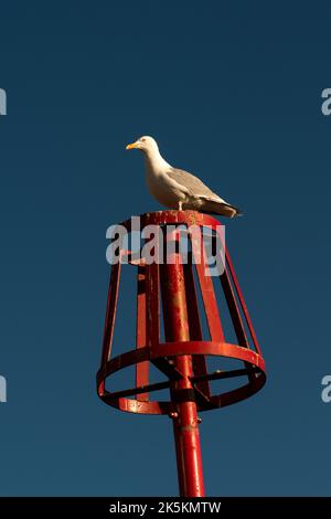 Gabbiano a Tenby, Galles occidentale. Foto Stock