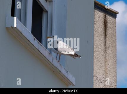 Gabbiano a Tenby, Galles occidentale. Foto Stock