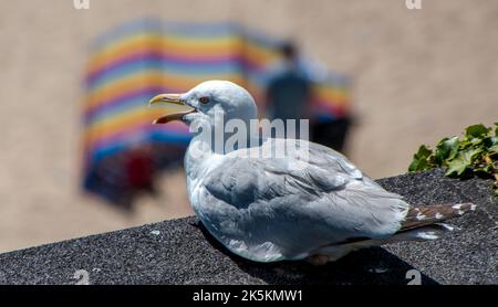 Gabbiano a Tenby, Galles occidentale. Foto Stock