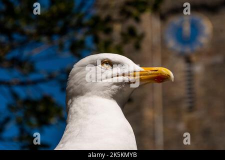 Gabbiano a Tenby, Galles occidentale. Foto Stock