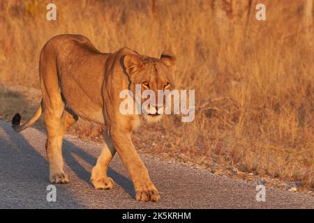 Orgoglio dei Lions africani (Panthera Leo) in partenza per la caccia all'avvicinarsi del tramonto nel Parco Nazionale di Etosha, Namibia Foto Stock