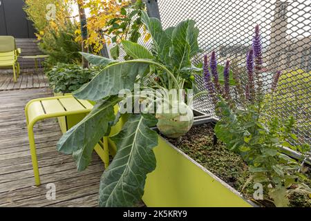 Cavolo di rapa molto grande (Brassica oleracea gongylodes) con grandi foglie in una piantatrice su una terrazza sul tetto a Vienna Foto Stock