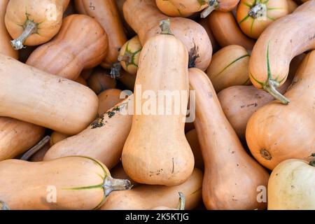 Zucca di Butternut lunga in pila Foto Stock