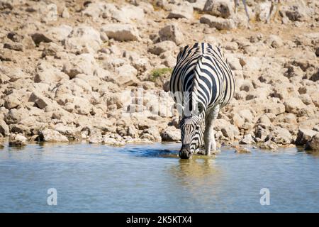 Una zebra di Burchell (Equus burchelli) vista frontale acqua potabile in un foro di irrigazione. Parco Nazionale di Etosha, Namibia, Africa Foto Stock