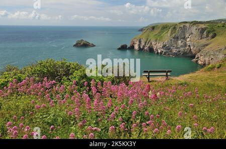 Rosso valeriano che cresce sul Clifftop a Berry Head, Brixham, South Devon. Foto Stock