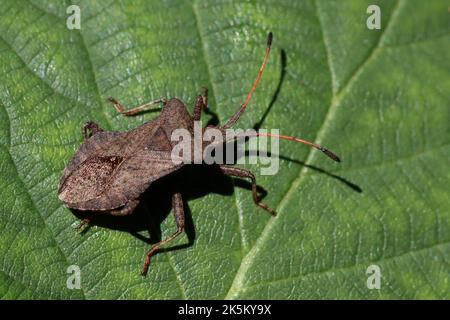 Dock Bug Coreus marginatus Foto Stock