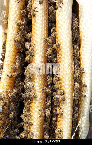 Natural Wild Honey Bee Hive, Potteric Carr SSSI Yorkshire Foto Stock