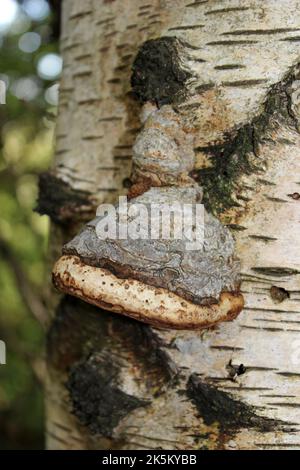 Zoccolo fungo Fomes fomentarius Foto Stock