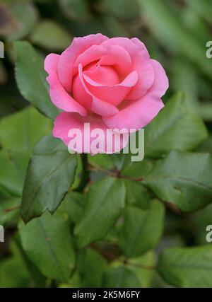 Bella rosa rosa in piena fioritura Foto Stock