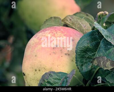 Arthur Turner albero di mele in frutta, pronto per la raccolta. Foto Stock