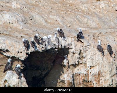 Abbondanza di booby peruviano (Sula variegata) nelle Isole Ballestas nel parco nazionale Paracas, Perù. Foto Stock