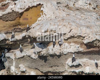 Abbondanza di booby peruviano (Sula variegata) nelle Isole Ballestas nel parco nazionale Paracas, Perù. Foto Stock