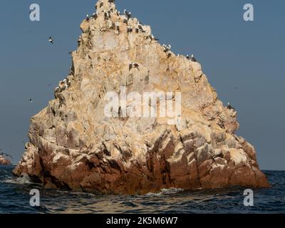 Abbondanza di booby peruviano (Sula variegata) nelle Isole Ballestas nel parco nazionale Paracas, Perù. Foto Stock