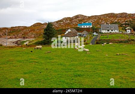 Pecore che pascolano lungo la costa a Ross di Mull sulla costa sud-occidentale a Fionnphort, Isola di Mull, Scozia. Foto Stock