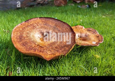 Funghi Parasol giganti la dimensione dei piatti della cena Foto Stock