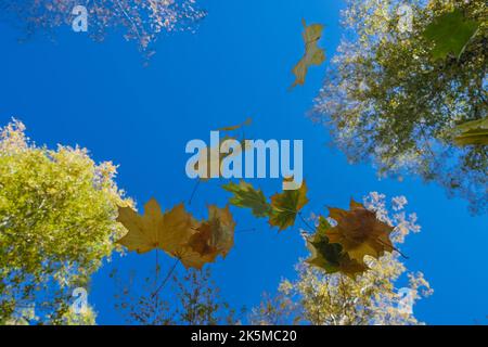 foglie multicolori che cadono dagli alberi sullo sfondo di un cielo blu senza fondo in autunno dorato Foto Stock