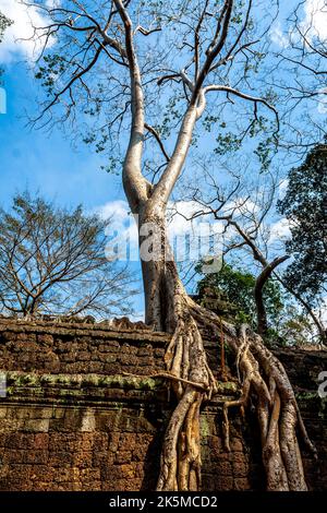 Edificio ad angolo del Tempio di TA Prohm con un grande albero di cotone di seta con cielo blu e alcune nuvole, Foto Stock