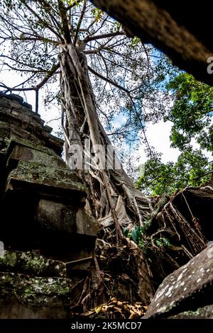 Un grande albero alto visto accanto ad una delle rovine di un edificio a Ta Prohm, Tempio di Angkor. Foto Stock