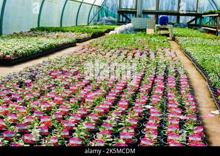 Polytunnel in un vivaio con molte piante da letto giovani, tra cui petunie Surfina Foto Stock